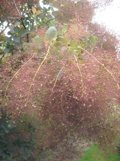 Cotinus coggygria 'Royal Purple' P29